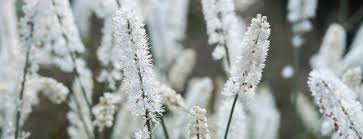 Side effects of black cohosh may include: Black Cohosh Benefits Side Effects Dosage Holland Barrett