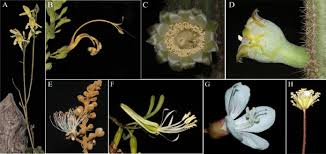 Image result for Monosis conferta