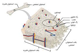 بافت شناسی - آموزشگاه نانو زیست فناوری اوژن (تکوین)