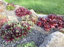 Sempervivum Forum Sempervivum Chat Photos 2019 Garden Org Sempervivum Sempervivum Garden Plants