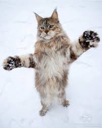 Birbirinden Tatli Kedi Fotograflari Sayfa 14 16 Cat Cats Animals Photo Wallpapers Cute Socute Funny Kedi Kedi Cats Iman