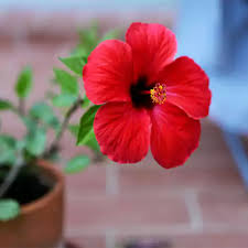 Buy Desi Hibiscus Flower Plant - Red at Nursery Nisarga Bhopal