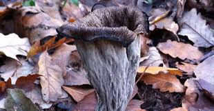 Cosi ho preso dello scorzone dal mio freezer e ho iniziato a produrre,ma come ben sappiamo lo scorzone non ha la potenza e la struttura dei tartufi più pregiati,cosi gli ho dato una spinta con la polvere di trombette dei morti(chiamate. Corno Dell Abbondanza Caratteristiche Del Fungo Greenstyle