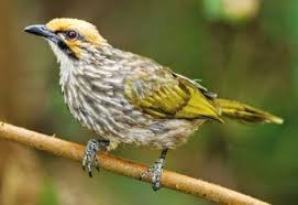 Maybe you would like to learn more about one of these? Bird Cucak Rawa That Almost Extinct Steemit