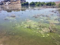 We did not find results for: Kern County Public Health Warns Residents Of Harmful Algal Blooms In Lake Isabella Kget 17