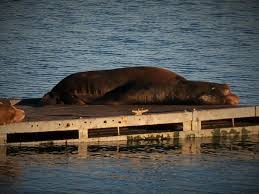 sleeping seal hanging around chart room restaurant picture