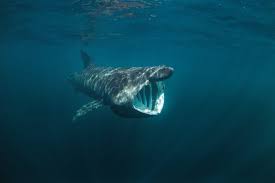 Tiger king stars carole and howard baskin pulled in more than $5 million in revenue for their big cat rescue last year and the organization is now worth a staggering $13 million, new figures reveal. What Is A Basking Shark Favorite Food
