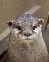 Otterotterotterotterotterotterotterotterotterotterotterotterotterotterotterotterotterotter Otters Cute Cute Animals Animals