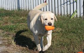 Maybe you would like to learn more about one of these? Hurley Labradors The Wonderful English Breed