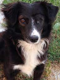 Border Collie Cross Dogs For Adoption And Rescue Dog Adoption Border Collie Collie