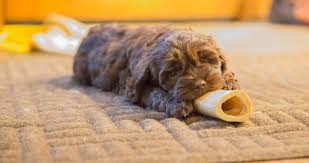Maybe you would like to learn more about one of these? Puppy Supplies Sugar Pine Doodles Australian Labradoodles