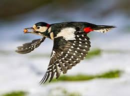 Great spotted woodpecker (dendrocopos major) female on a wooden post. Pin Pa Woodpeckers