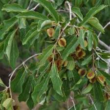 Image result for Strephonema sericeum