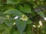 Image result for Pentarrhinum abyssinicum