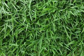 Most find that zoysia requires up to 2/3 less mowing than other grass types. How To Eliminate Zoysia Grass From Your Lawn Girard On Girard