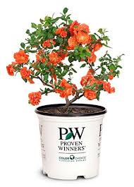 Proven winners flowers for sale. Proven Winners Chaenomeles Double Take Orange Quince Shrub Orange Flowers 2 Size Container Buy Online In Aruba At Aruba Desertcart Com Productid 71655788
