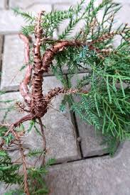 Image result for rez rzivost ostru%u017Einy