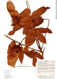 Image result for Centrolobium