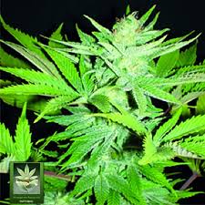 The main intrigue of the lowryder marijuana comes with its slow but strong onset. Homegrown Lowryder Homegrown Fantaseeds Feminized Zamnesia