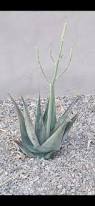 Image result for Aloe wollastonii