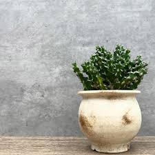 Image result for Euphorbia ramulosa
