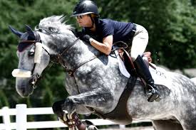 Hunter Jumper Horse Equine Photo Image Jump Rider Equestrian Show Competition With Images Horses Horse Love Show Horses