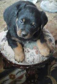 We did not find results for: Rottweiler Puppies Not Papered For Sale In Spokane Washington Classified Americanlisted Com