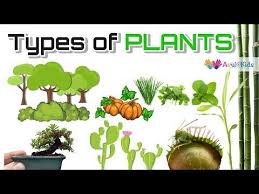 Check spelling or type a new query. Types Of Plants Science For Kids Trees Herbs Climbers Creepers Thorny Plants Water Plants Youtube Plant Science Planting For Kids Types Of Plants