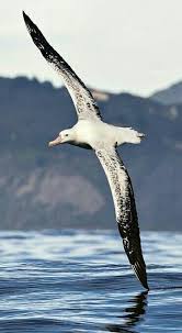 Los Albatros Diomedeidae Son Una Familia De Aves Marinas De Grandes Dimensiones Que Junto Con Los Procelariidos Aves Marinas Pajaros Hermosos Aves Grandes