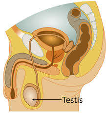 Maybe you would like to learn more about one of these? Testes Key Stage Wiki