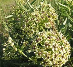 Image result for Asclepias aurea