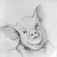 Pig Original Drawing Original Art Pencil Drawing Pig Art Etsy Pig Art Drawings Original Drawing