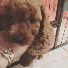 Check spelling or type a new query. The Cavapoo Club Gb Cavapooclub Twitter