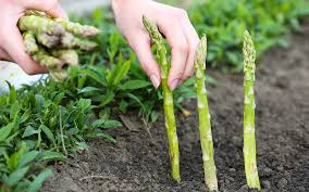 How to grow asparagus either from seeds or from crowns: How To Grow Asparagus The Home Depot