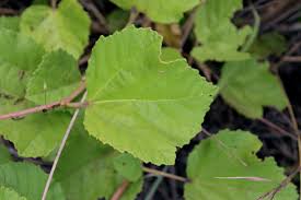 Image result for Triumfetta amuletum