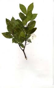 Image result for Rothmannia fischeri