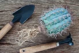 And the large area of spikes help keep the plant shaded the gila woodpecker uses the saguaro cactus as a nesting site by creating nesting holes in the stem of the saguaro. Do Cacti Have Roots What They Look Like Cactuscare