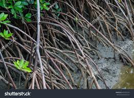 Image result for Rhizophora mucronata