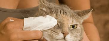 Structures associated with the cat's eye. Kitty Pink Eye How To Treat Your Cat S Conjunctivitis