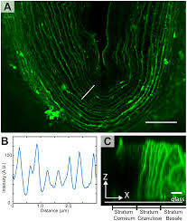 This site contains information about human skin cells labeled. Superresolution And Fluorescence Dynamics Evidence Reveal That Intact Liposomes Do Not Cross The Human Skin Barrier