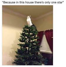 Pin By Csaba Huber On Cats Christmas Memes Christmas Memes Funny Funny Christmas Tree