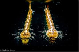 Midges are found all over the world, typically in coastal areas, swamps, and marshy regions. Midges In Winter And New Fly Tying Videos Ahrex Hooks