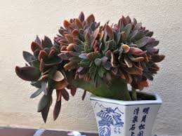 Check spelling or type a new query. Graptoveria Fred Ives F Cristata World Of Succulents