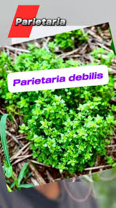 Image result for Parietaria debilis