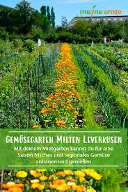 Auf unserem gelände, direkt an der a 66 ausfahrt rödelheim gelegen, bieten wir ihnen einen grossen verkaufsbereich mit. Gemusegarten In Leverkusen In 2020 Garten Gemuseanbau Bepflanzung