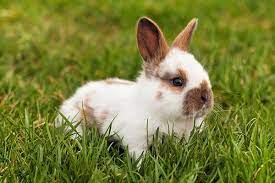 I really don't get it. Snuffles Pasteurellosis In Rabbits Symptoms Causes Diagnosis Treatment Recovery Management Cost