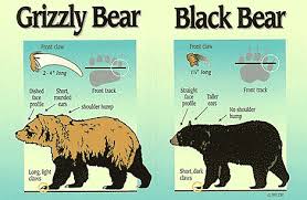 Black Bear Vs Grizzly Bear Size Difference Bear Baiting Species Hunter Education Alaska Department Of Fish And Game Black Bear Bear Habitat Grizzly Bear