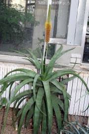 Image result for Aloe ballii