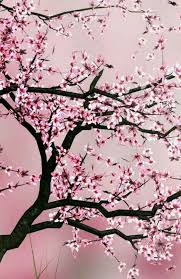 Black And White Cherry Blossoms Wallpaper Pink Black Blossom Trees Blossoms Art Cherry Blossom Tree