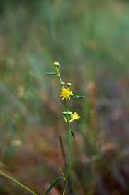 Image result for Helinus spartioides